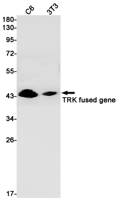TFG Rabbit mAb